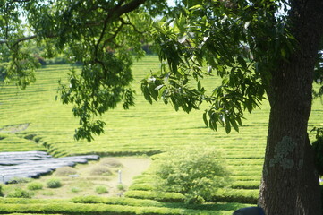 보성에 위치하고 있는 녹차밭