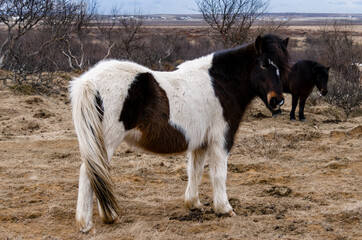 Obraz premium A black-and-white Icelandic horse with long hair stands on a winter pasture