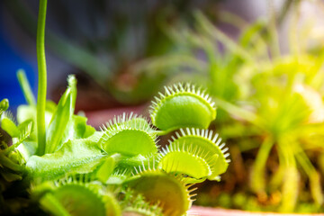 Venus flytrap carnivorous plant close-up view