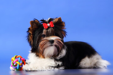 Small puppy on a blue background