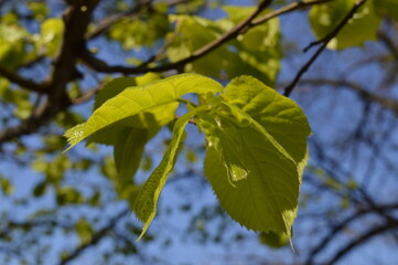leaves on a blue sky