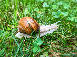 Snail in the grass