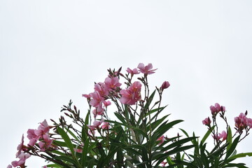 Pink oleander or Singapore orchid flower in focus with white background and green leaves