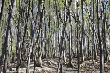 spring in the forest