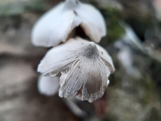 A picture of artificial mushroom cultivation.