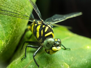 A dragonfly is perched on the leaves of a green tree. This is a garden.