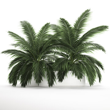 3D illustration of palm tree in a  white pot isolated on white background
