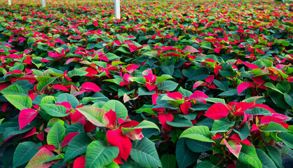 Greenhouse with rows of Poinsettia (Christmas flowers) at plantation