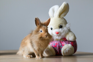 Cute lively bunny among plush bunnies