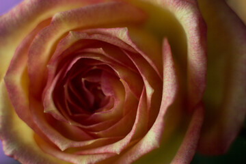 Tea rose in the macro. Yellow rose with a pink edge close on a dark background