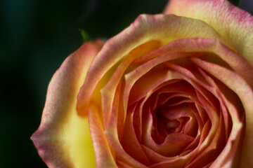 Fototapeta na wymiar Tea rose in the macro. Yellow rose with a pink edge close on a dark background