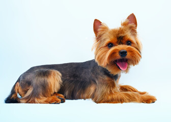 Yorkshire Terrier isolated on a blue background. The dog after visiting the home groomer lies and waits for the owner.