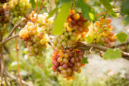 Large bunche of red wine grapes hang from a vine. Ripe grapas