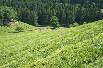 보성에 위치하고 있는 녹차밭