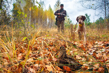 Woodcock hunting with a pointing dog.  Hunting with an English setter. - obrazy, fototapety, plakaty