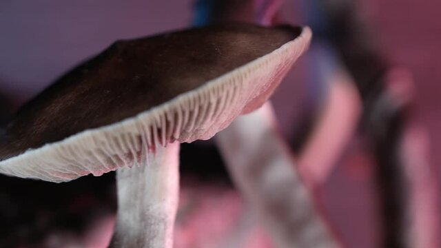 The Mexican magic mushroom is a psilocybe cubensis, a specie of psychedelic mushroom whose main active elements are psilocybin and psilocin - Mexican Psilocybe Cubensis. An adult mushroom raining spor