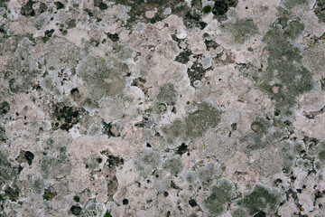 Moss, fungus and lichen on stone closeup.