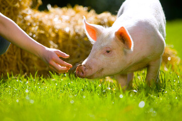 Glückliches Schwein © fotokunst63