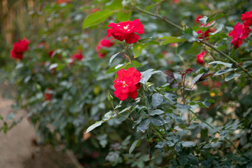 Beautiful red roses flower in the garden