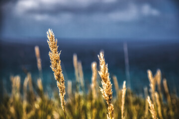 campo di grano con mare di sfondo 