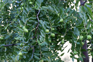 Green berries hang on tree branches in the garden