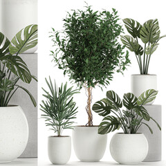 exotic plants in a pot on white background