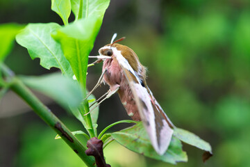 Hyles Euphorbiae Spurge Hawk Moth Sphingidae Butterfly. beautiful pink brown butterfly in nature on green leaf