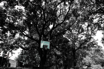 Basketball board on the treee park