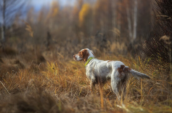 Hunting with an English setter. Hunting dog runs through the forest.