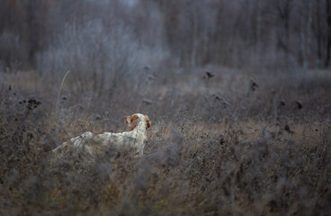 Hunting with an English setter. Hunting dog runs through the forest.