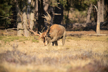 Red Deer, taking Mudbath
