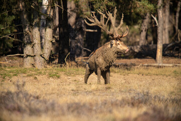 Red Deer, taking Mudbath