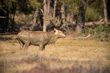Red Deer, taking Mudbath