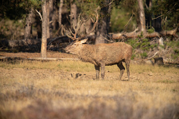 Red Deer, taking Mudbath
