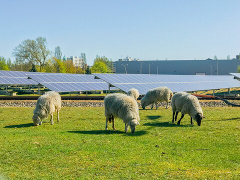 grasende Schafherde vor Solarenergieanlage in Deutschland. Schafe und Solarpaneele unter blauem Himmel. 