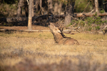 Red Deer, taking Mudbath