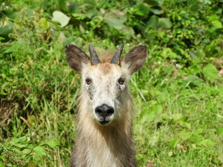 二ホンカモシカ
