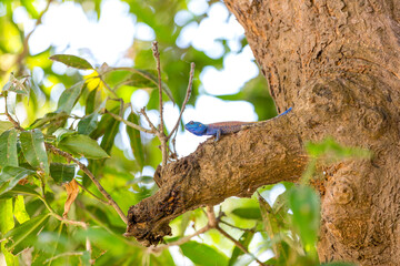 Blue Yellow Agame Lizard is relaxing on an old Tree, Lake Malawi, Africa