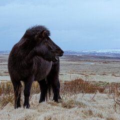A black Icelandic horse with long hair stands on a winter pasture