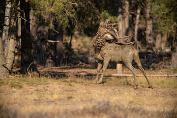 Red Deer, taking Mudbath