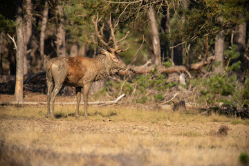 Red Deer, taking Mudbath