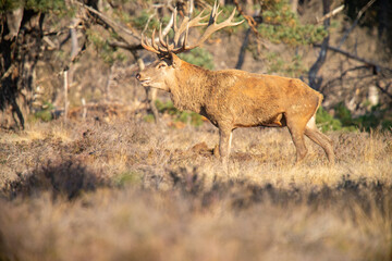 Red Deer, taking Mudbath