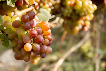 Large bunche of red wine grapes hang from a vine. Ripe grapas