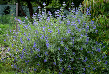 It is a lower woody shrub that offers late summer flowering of deep blue-violet color. The Heavenly...