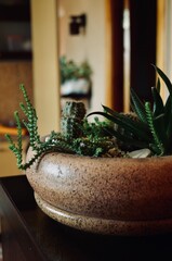 Home decor, cactus garden 