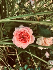 pink rose in garden