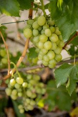 A bunch of ripe grapes ready for harvest at a vineyard