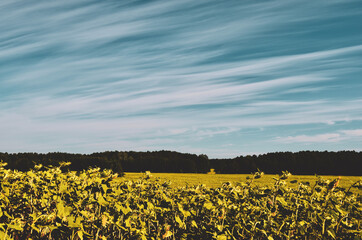 field of yellow flowers