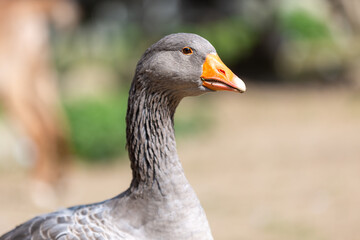 Portrait of a goose at a farm