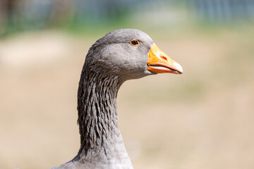 Portrait of a goose at a farm